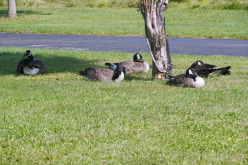 Canadian Geese Resting in Shade of Tree
