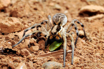 European Wolf Spider // Europäische Tarantel (Lycosa praegrandis) - Crete, Greece