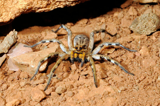 European Wolf Spider // Europ&auml;ische Tarantel (Lycosa praegrandis) - Crete, Greece