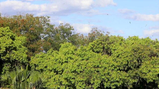 Flight of swallows over the treetops of the tropical forest