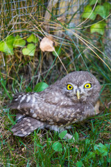 A small specimen of an owl