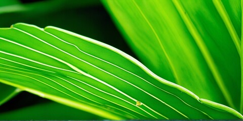 Green leaf background close up view. Nature foliage abstract of leave texture for showing concept of green business and ecology for organic greenery and natural product background. . 