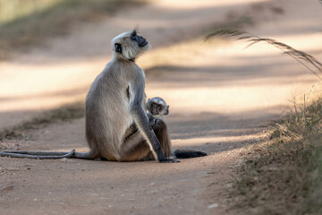 Gray Langur Mother and baby at Pench National Park 