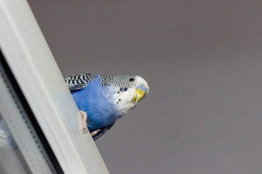 Blue budgerigar looks down. Pet