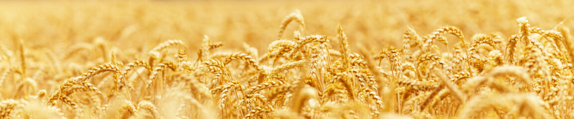Gold wheat field, crops field. Selective focus