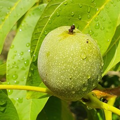 A walnut fruit on the tree in midsummer, after rain