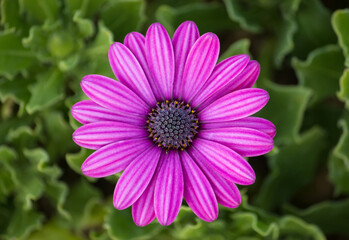 Obraz premium purple osteospermum daisy flower