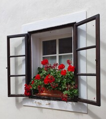 A window of a small family house, with open exterior window glass frames, decorated with red geraniums