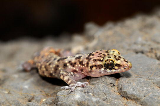 Mediterranean house gecko // Europ&auml;ischer Halbfinger (Hemidactylus turcicus) - Peloponnese, Greece