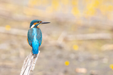 Eisvogel