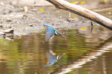 Eisvogel
