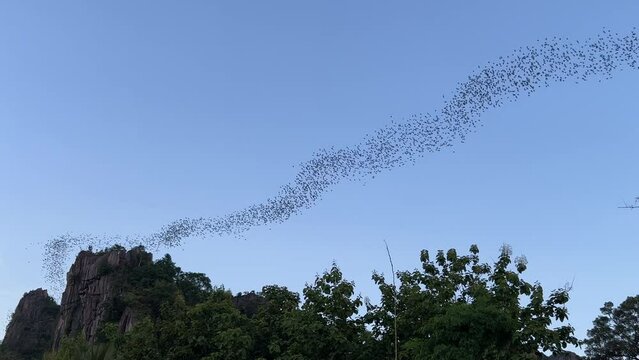 colony of Bats Flying out of Cave in Evening to Find Food