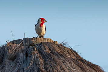 Red-cowled cardinal perched on a hill 