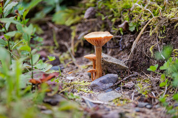 Mushroom 4