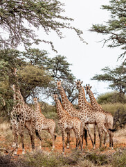 Giraffe family in the South African Jungle