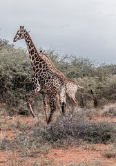 Giraffe family in the South African Jungle