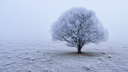 Frost-Covered Steppe Tree in Winter's Grace