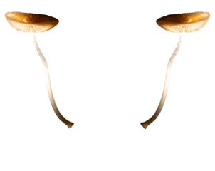 Cogumelos silvestres encontrados na Mata Atlântica brasileira. São Paulo, Brasil.  Formato de arquivo png fundo transparente.	