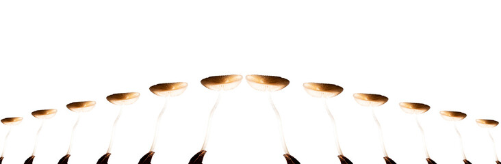 Cogumelos silvestres encontrados na Mata Atlântica brasileira. São Paulo, Brasil.  Formato de arquivo png fundo transparente.	