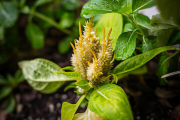 Yellow celosia flowers in bloom