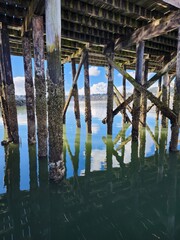 Low tide reveals barnacle-covered underside of walkable wharf, deep green-blue water, midday sun...