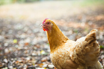 Yellow Buff Orpington hen outside in yard