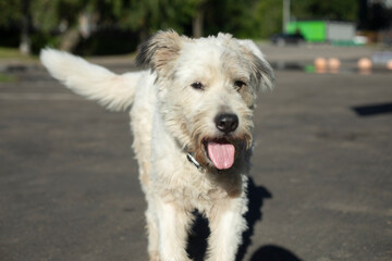 Dog showing tongue. Dog with white hair. A pet on a walk.