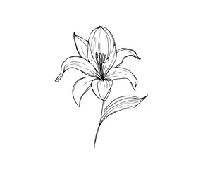 lily flower isolated on white, lily flower vector.