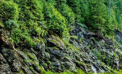 Hwy 1 roadside Mount Revelstoke National Park British Columbia Canada