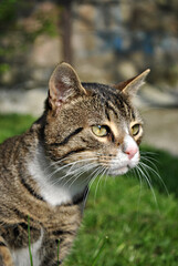 A cat posing in the yard