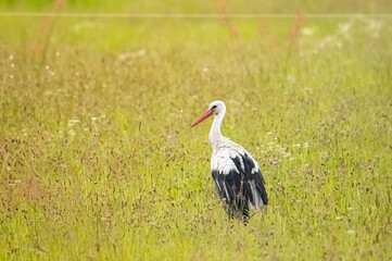 Fototapeta premium Stork while hunting in the field