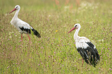 Stork while hunting in the field