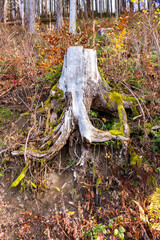 tree roots on a mountain slope..