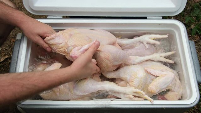 Checking or inspecting freshly butchered and plucked broilers being stored in cooler with cold water for further process like gutting and detail cleaning.
