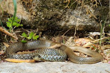 Balkan whip snake // Balkan-Zornnatter (Hierophis gemonensis) - Crete, Greece