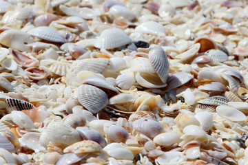 Sea shells on Bowman's Beach at Sanibel Island, Florida. 