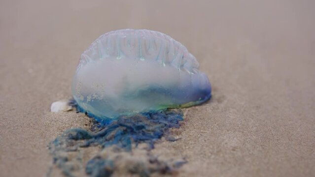Close up shot footage of Atlantic Portuguese Man o' war Physalia physalis jellyfish on the beach.