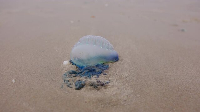 Atlantic Portuguese Man o' war Physalia physalis jellyfish on the beach. Close up shot footage 
