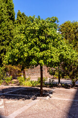 Obraz premium Monasterio de San Jeronimo en Granada, España