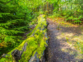 Fallen tree and moss in Chaucer Wood Crowthorne Berkshire
