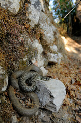 Naklejka na ściany i meble Balkan whip snake // Balkan-Zornnatter (Hierophis gemonensis) - Crete, Greece