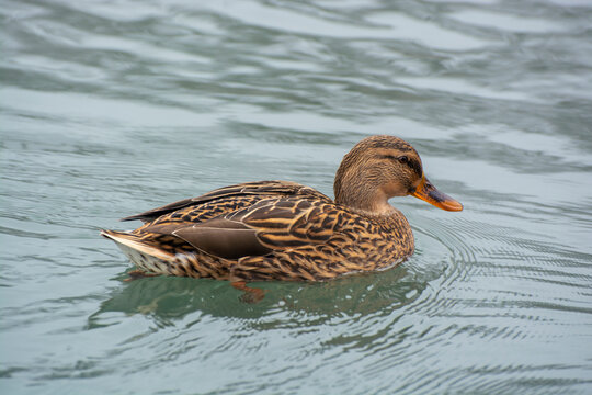 Beautiful brown duck sails quietly in the city pond. Brown rippled duck fauna on pond