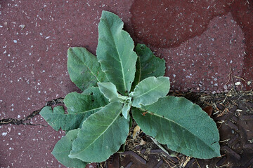 Plante urbaine sur asphalte mouill&eacute;e