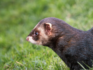 Close up of Polecat Head