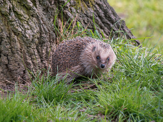 Hedgehog Walking on the Grass
