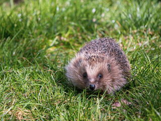 Hedgehog Walking on the Grass