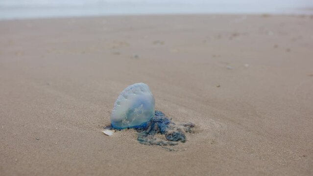 Close up footage of Atlantic Portuguese Man o' war Physalia physalis on the beach. jellyfish. 