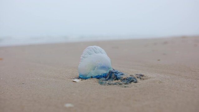 Close up view of Atlantic Portuguese Man o' war Physalia physalis on the beach. jellyfish. 