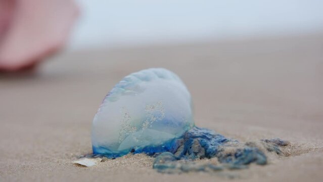 Close up of Atlantic Portuguese Man o' war Physalia physalis on the beach.