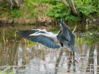 Grey Heron  Flying over a Lake